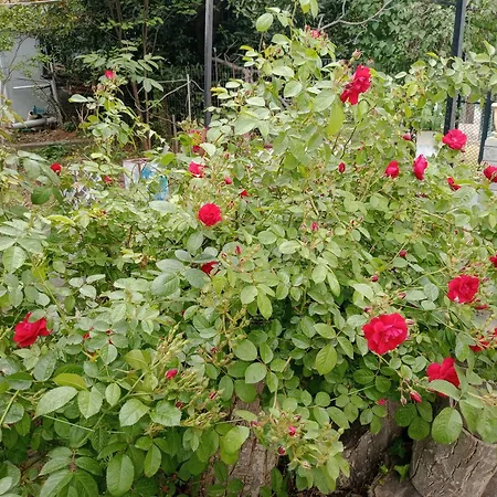 Christos Apartamento Asvestochori